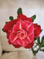 ENXERTO 12648 – 25cm (cor LM 913)