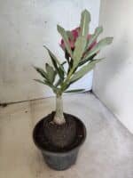 ENXERTO 12648 – 25cm (cor LM 913) - Imagem 7