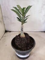 ENXERTO 12649 – 20cm (cor LM 991) - Imagem 2