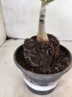 ENXERTO 12649 – 20cm (cor LM 991) - Imagem 3