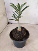 ENXERTO 12649 – 20cm (cor LM 991) - Imagem 4