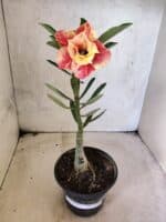 ENXERTO 12650 – 20cm (cor LM 618) - Imagem 2