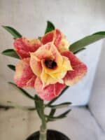 ENXERTO 12650 – 20cm (cor LM 618)