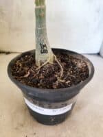 ENXERTO 12650 – 20cm (cor LM 618) - Imagem 6