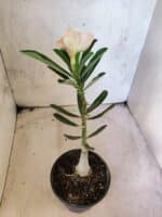 ENXERTO 12650 – 20cm (cor LM 618) - Imagem 5