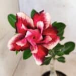 ENXERTO 12651 – 20cm (cor LM 491)