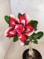 ENXERTO 12651 – 20cm (cor LM 491)