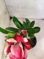 ENXERTO 12651 – 20cm (cor LM 491) - Imagem 4