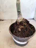 ENXERTO 12651 – 20cm (cor LM 491) - Imagem 7