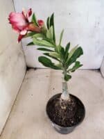 ENXERTO 12651 – 20cm (cor LM 491) - Imagem 6