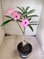 ENXERTO 12652 – 25cm (cor LM 512) - Imagem 2