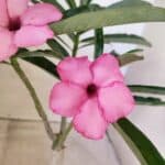 ENXERTO 12652 – 25cm (cor LM 512)