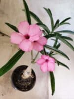 ENXERTO 12652 – 25cm (cor LM 512) - Imagem 4