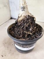 ENXERTO 12652 – 25cm (cor LM 512) - Imagem 6