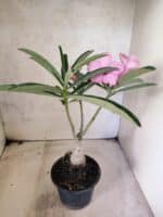 ENXERTO 12652 – 25cm (cor LM 512) - Imagem 5