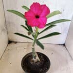 ENXERTO 12653 – 20cm (cor LM 384)