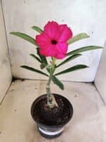 ENXERTO 12653 – 20cm (cor LM 384)