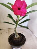 ENXERTO 12653 – 20cm (cor LM 384) - Imagem 6