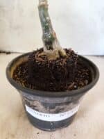 ENXERTO 12653 – 20cm (cor LM 384) - Imagem 5