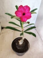 ENXERTO 12653 – 20cm (cor LM 384) - Imagem 4