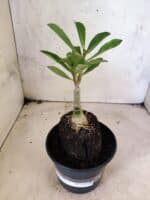 ENXERTO 12654 – 20cm (cor LM 833) - Imagem 2