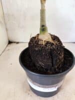 ENXERTO 12654 – 20cm (cor LM 833) - Imagem 4