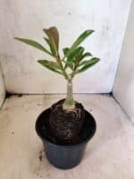 ENXERTO 12654 – 20cm (cor LM 833) - Imagem 3