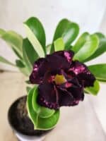 ENXERTO 12655 – 22cm (cor LM 916) - Imagem 3