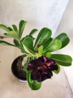 ENXERTO 12655 – 22cm (cor LM 916) - Imagem 4