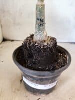 ENXERTO 12655 – 22cm (cor LM 916) - Imagem 7