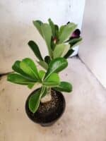 ENXERTO 12655 – 22cm (cor LM 916) - Imagem 6