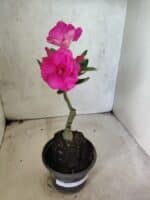 ENXERTO 12656 – 20cm (cor LM 04) - Imagem 2