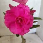 ENXERTO 12656 – 20cm (cor LM 04)