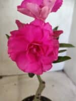 ENXERTO 12656 – 20cm (cor LM 04)