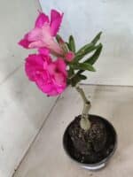 ENXERTO 12656 – 20cm (cor LM 04) - Imagem 7