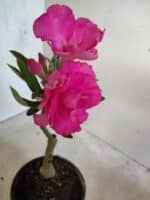 ENXERTO 12656 – 20cm (cor LM 04) - Imagem 4