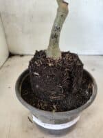 ENXERTO 12656 – 20cm (cor LM 04) - Imagem 6