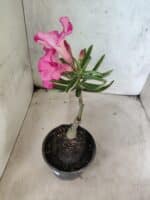 ENXERTO 12656 – 20cm (cor LM 04) - Imagem 5