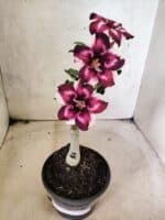 ENXERTO 12657 – 20cm (cor LM 989) Id: Estrela Purpura - Imagem 2