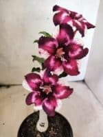 ENXERTO 12657 – 20cm (cor LM 989) Id: Estrela Purpura - Imagem 8