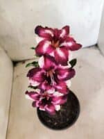 ENXERTO 12657 – 20cm (cor LM 989) Id: Estrela Purpura - Imagem 4