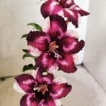 ENXERTO 12657 – 20cm (cor LM 989) Id: Estrela Purpura