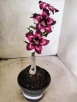 ENXERTO 12657 – 20cm (cor LM 989) Id: Estrela Purpura - Imagem 7