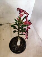 ENXERTO 12657 – 20cm (cor LM 989) Id: Estrela Purpura - Imagem 5