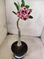 ENXERTO 12658 – 22cm (cor LM 976) - Imagem 2