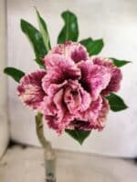 ENXERTO 12658 – 22cm (cor LM 976)