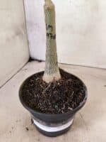 ENXERTO 12658 – 22cm (cor LM 976) - Imagem 7