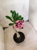 ENXERTO 12658 – 22cm (cor LM 976) - Imagem 6