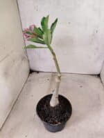 ENXERTO 12658 – 22cm (cor LM 976) - Imagem 5