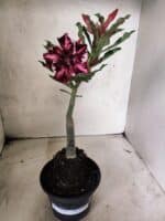 ENXERTO 12659 – 20cm (cor LM 520) - Imagem 2